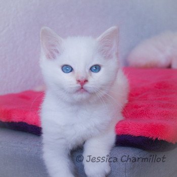 chaton Ragdoll Star Polaris Trycoline’s