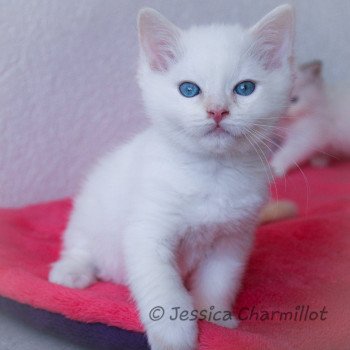 chaton Ragdoll Star Polaris Trycoline’s