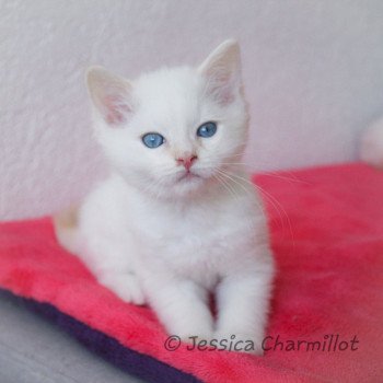 chaton Ragdoll Star Polaris Trycoline’s