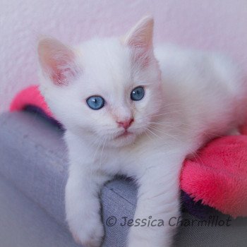 chaton Ragdoll Star Polaris Trycoline’s