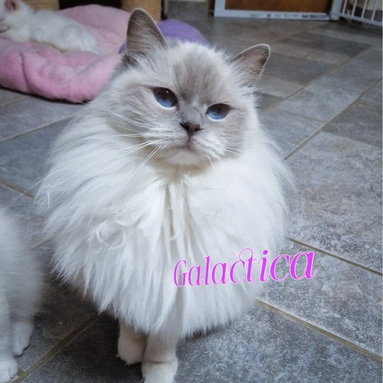Trycoline’s S-F Galactica Princesse Femelle Ragdoll