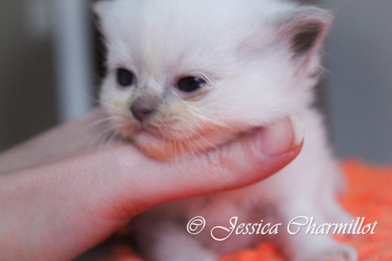 Trycoline’s S-F Galactica Femelle Ragdoll Trycoline’s S-F Galactica Femelle Ragdoll