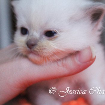 chaton Ragdoll Trycoline’s