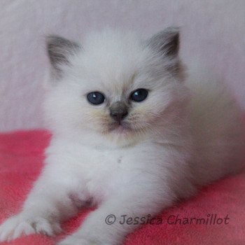 chaton Ragdoll blue point mitted S-F Galactica Trycoline’s