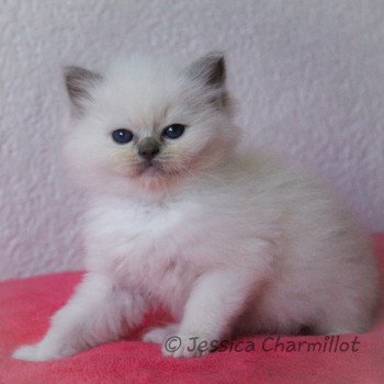 chaton Ragdoll blue point mitted S-F Galactica Trycoline’s