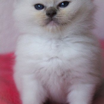 chaton Ragdoll blue point mitted S-F Galactica Trycoline’s