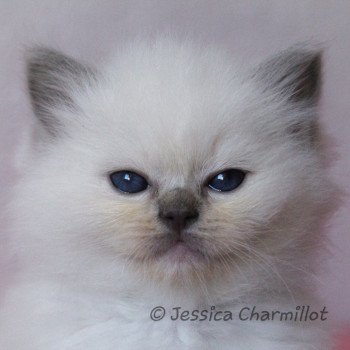 chaton Ragdoll blue point mitted S-F Galactica Trycoline’s