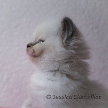 chaton Ragdoll blue point mitted S-F Galactica Trycoline’s