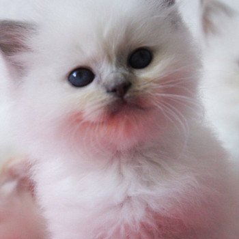 chaton Ragdoll blue point mitted S-F Galactica Trycoline’s