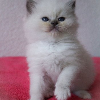 chaton Ragdoll blue point mitted S-F Galactica Trycoline’s