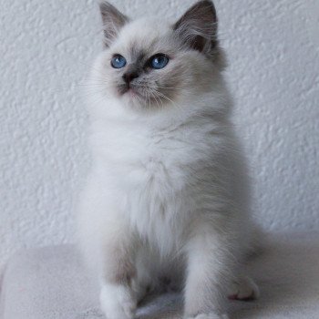 chaton Ragdoll blue point mitted S-F Galactica Princesse Trycoline’s