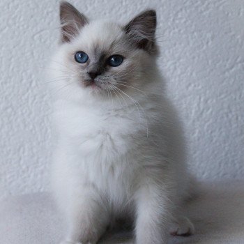 chaton Ragdoll blue point mitted S-F Galactica Princesse Trycoline’s