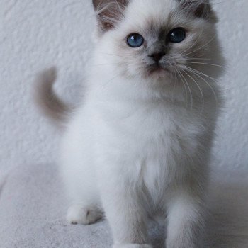 chaton Ragdoll blue point mitted S-F Galactica Princesse Trycoline’s