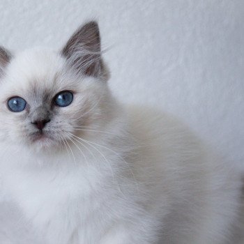 chaton Ragdoll blue point mitted S-F Galactica Princesse Trycoline’s