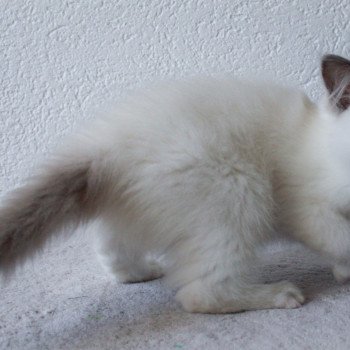 chaton Ragdoll blue point mitted S-F Galactica Princesse Trycoline’s