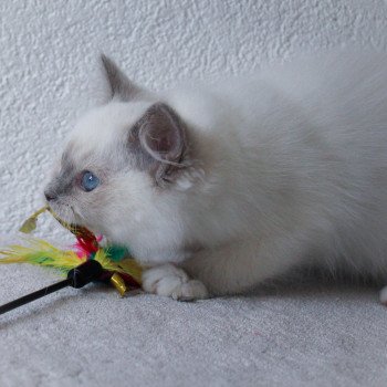 chaton Ragdoll blue point mitted S-F Galactica Princesse Trycoline’s