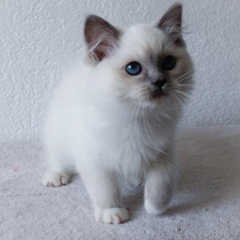 chaton Ragdoll blue point mitted S-F Galactica Princesse Trycoline’s