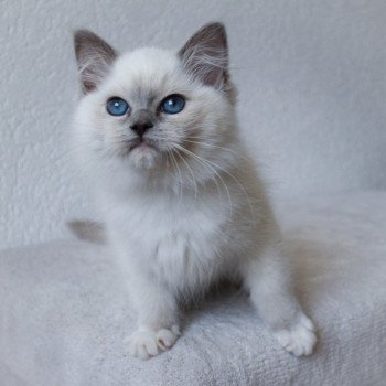 chaton Ragdoll blue point mitted S-F Galactica Princesse Trycoline’s