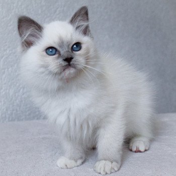 chaton Ragdoll blue point mitted S-F Galactica Princesse Trycoline’s