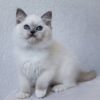 chaton Ragdoll blue point mitted S-F Galactica Princesse Trycoline’s