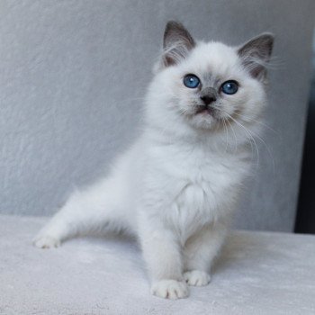 chaton Ragdoll blue point mitted S-F Galactica Princesse Trycoline’s