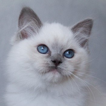 chaton Ragdoll blue point mitted S-F Galactica Princesse Trycoline’s