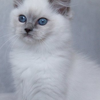 chaton Ragdoll blue point mitted S-F Galactica Princesse Trycoline’s