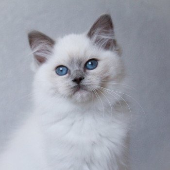 chaton Ragdoll blue point mitted S-F Galactica Princesse Trycoline’s