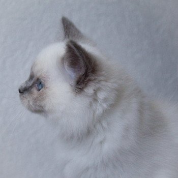 chaton Ragdoll blue point mitted S-F Galactica Princesse Trycoline’s