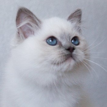 chaton Ragdoll blue point mitted S-F Galactica Princesse Trycoline’s