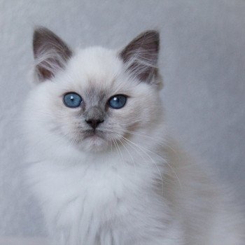 chaton Ragdoll blue point mitted S-F Galactica Princesse Trycoline’s