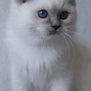 chaton Ragdoll blue point mitted S-F Galactica Princesse Trycoline’s