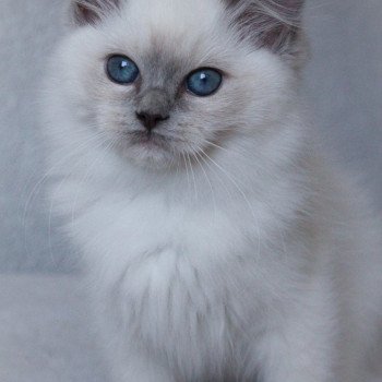 chaton Ragdoll blue point mitted S-F Galactica Princesse Trycoline’s