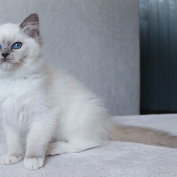 chaton Ragdoll blue point mitted S-F Galactica Princesse Trycoline’s