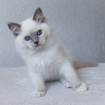 chaton Ragdoll blue point mitted S-F Galactica Princesse Trycoline’s