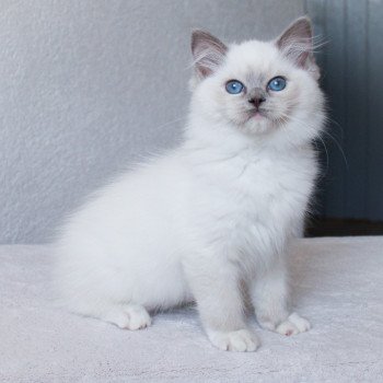 chaton Ragdoll blue point mitted S-F Galactica Princesse Trycoline’s