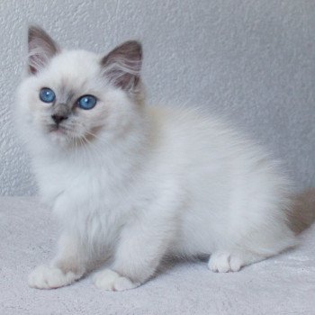 chaton Ragdoll blue point mitted S-F Galactica Princesse Trycoline’s