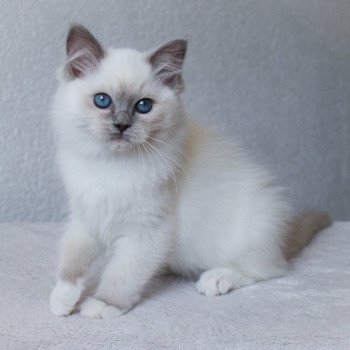 chaton Ragdoll blue point mitted S-F Galactica Princesse Trycoline’s