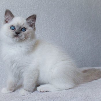 chaton Ragdoll blue point mitted S-F Galactica Princesse Trycoline’s