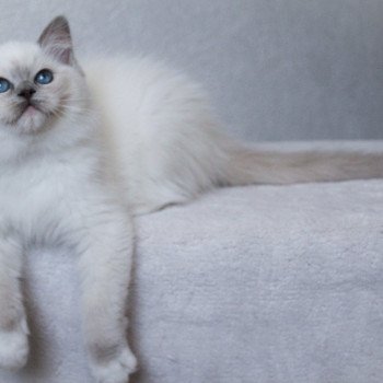 chaton Ragdoll blue point mitted S-F Galactica Princesse Trycoline’s