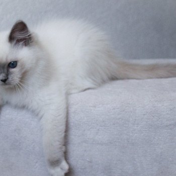 chaton Ragdoll blue point mitted S-F Galactica Princesse Trycoline’s