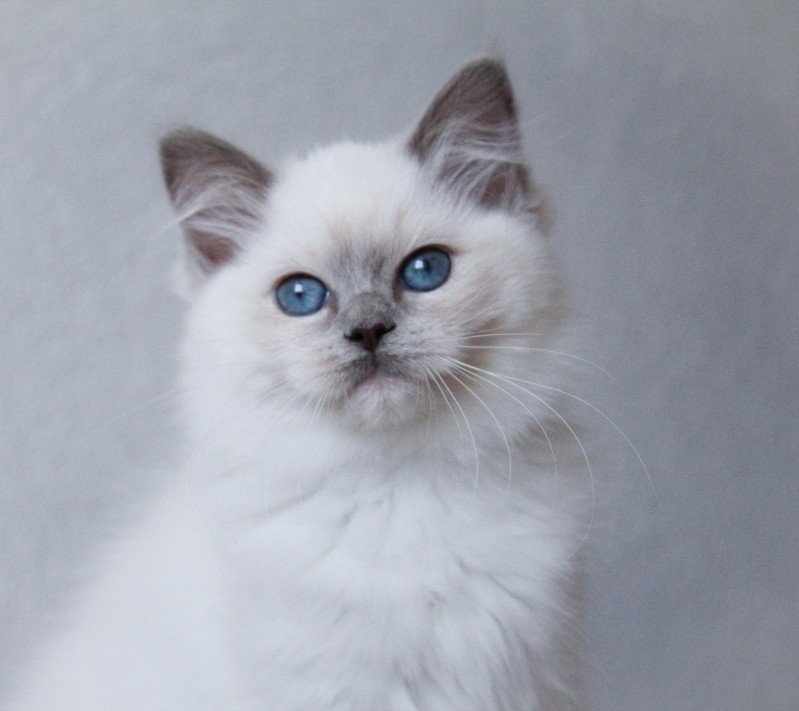 Trycoline’s S-F Galactica Princesse Femelle Ragdoll Trycoline’s S-F Galactica Princesse Femelle Ragdoll