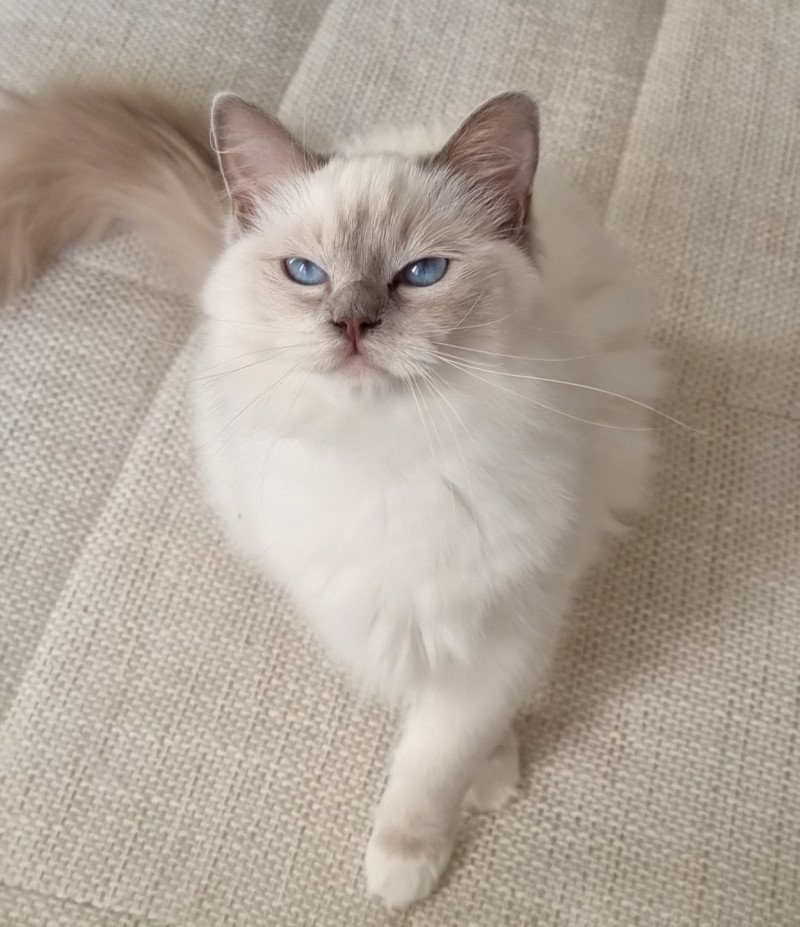 Trycoline’s S-F Galactica Princesse Femelle Ragdoll Trycoline’s S-F Galactica Princesse Femelle Ragdoll