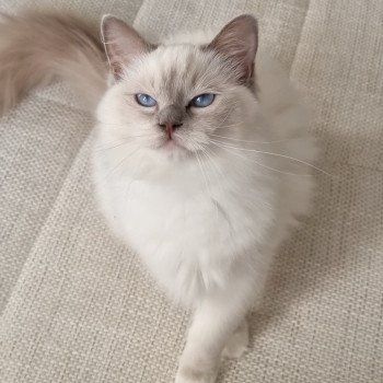 chaton Ragdoll blue point mitted S-F Galactica Princesse Trycoline’s