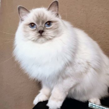 chat Ragdoll blue point mitted S-F Galactica Princesse Trycoline’s