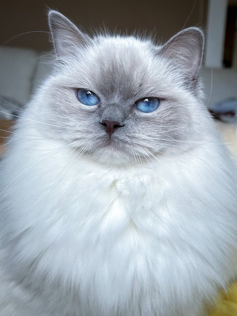 Trycoline’s S-F Galactica Princesse Femelle Ragdoll Trycoline’s S-F Galactica Princesse Femelle Ragdoll