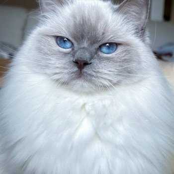 chat Ragdoll blue point mitted S-F Galactica Princesse Trycoline’s