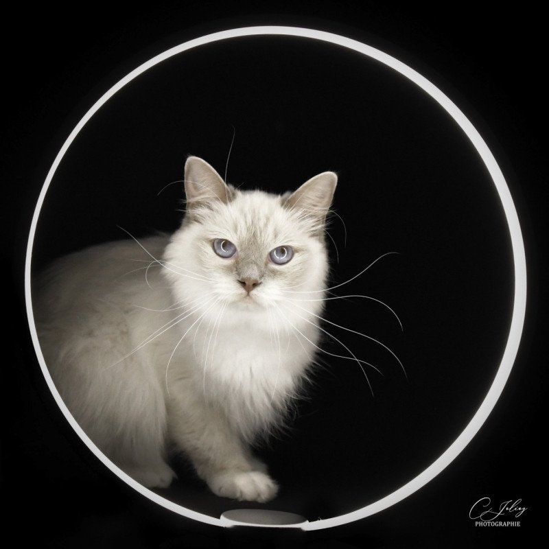 Trycoline’s S-F Galactica Princesse Femelle Ragdoll