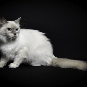 chat Ragdoll blue point mitted S-F Galactica Princesse Trycoline’s