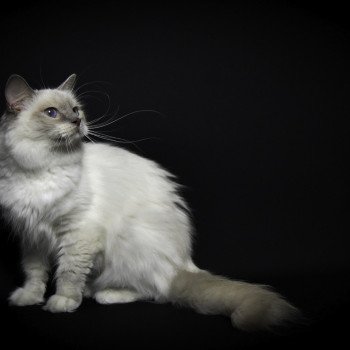 chat Ragdoll blue point mitted S-F Galactica Princesse Trycoline’s